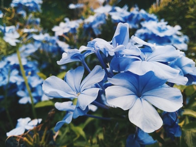 蓝色有花瓣的花很多焦点摄影
